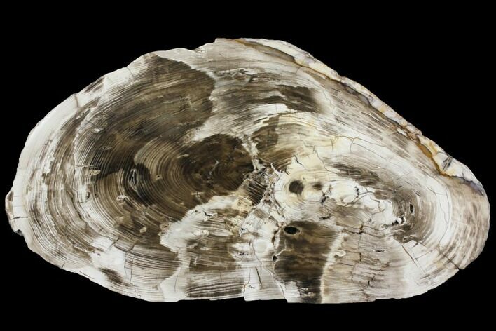 Petrified Wood (Cypress) Round - Saddle Mountain, WA #143836